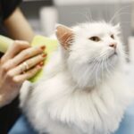 Jak by měla vypadat správná péče o kočičí srst?